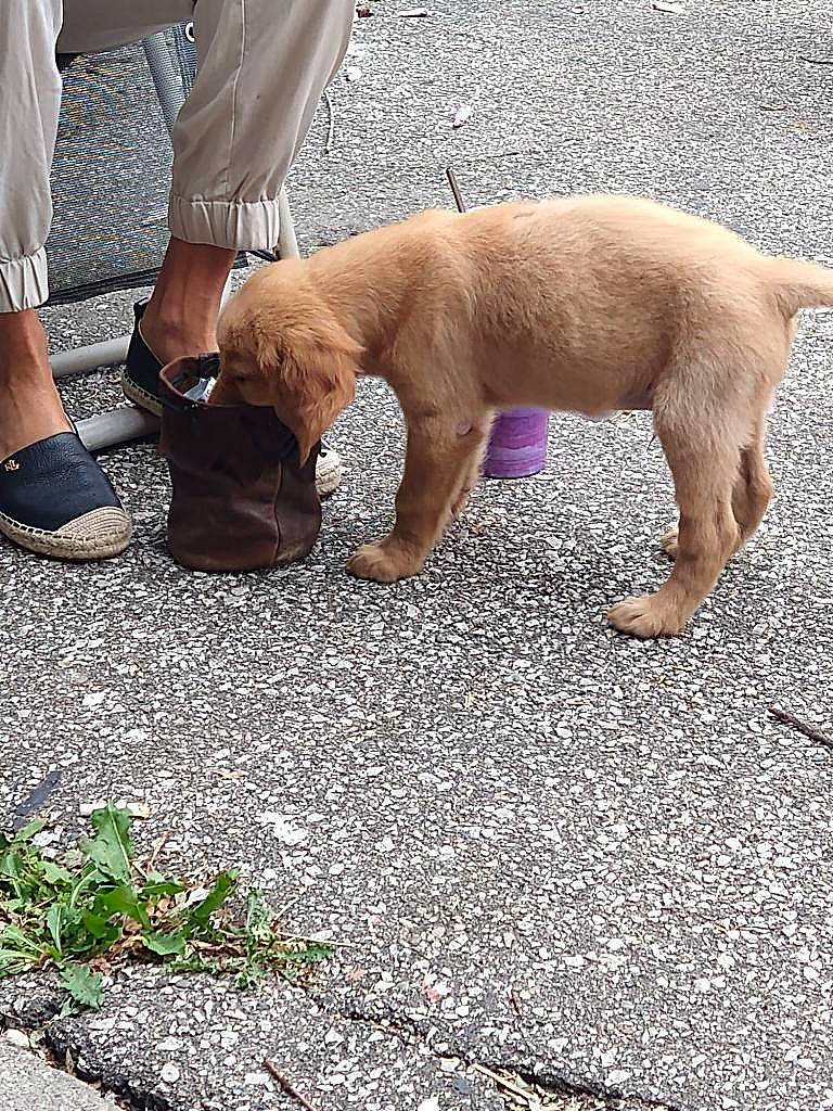 Theodore Wallace joined the competition — help win amazing prizes! calf, canidae, carnivore, companion_dog, dog, dog_breed, fawn, foot, fur, human_leg, knee, liver, mammal, paw, sitting, snout, sporting_group, tail, thigh, walking