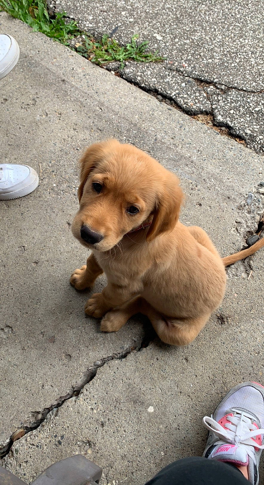 Theodore Wallace joined the competition — help win amazing prizes! ancient_dog_breeds, asphalt, canidae, carnivore, companion_dog, dog, dog_breed, fawn, fur, leash, liver, retriever, road_surface, snout, soil, sporting_group, tail, terrestrial_animal, working_animal