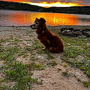 Chewy is registered to the contest to win money with this photo: animal, beach, canine, coast, dog, grass, nature, outdoors, pet, plant, rock, scenery, sea, shoreline, sky, soil, summer, sunlight, sunset, water