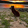 animal, beach, canine, coast, dog, grass, nature, outdoors, pet, plant, rock, scenery, sea, shoreline, sky, soil, summer, sunlight, sunset, water