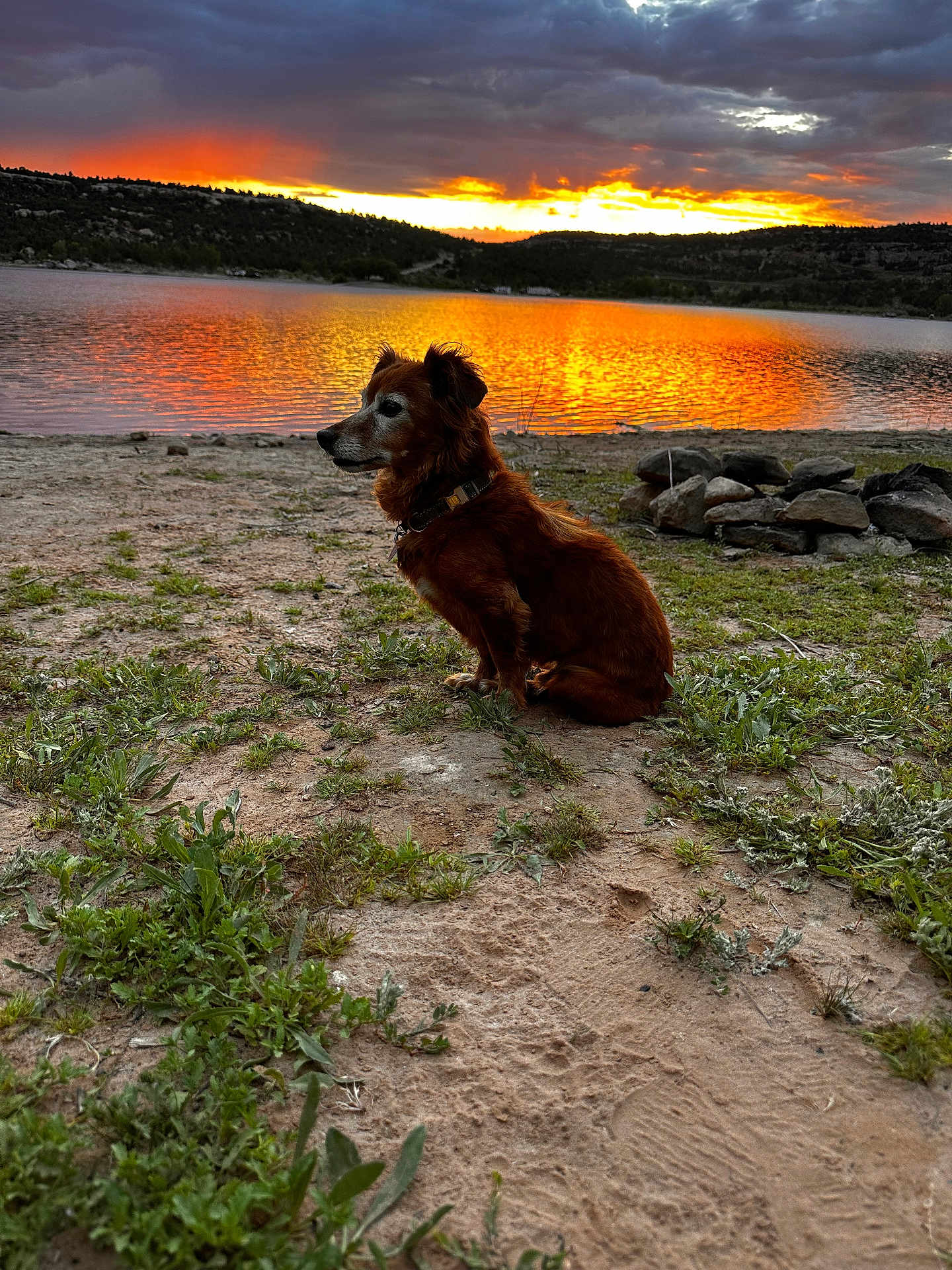 Chewy is registered to the contest to win money with this photo: animal, beach, canine, coast, dog, grass, nature, outdoors, pet, plant, rock, scenery, sea, shoreline, sky, soil, summer, sunlight, sunset, water