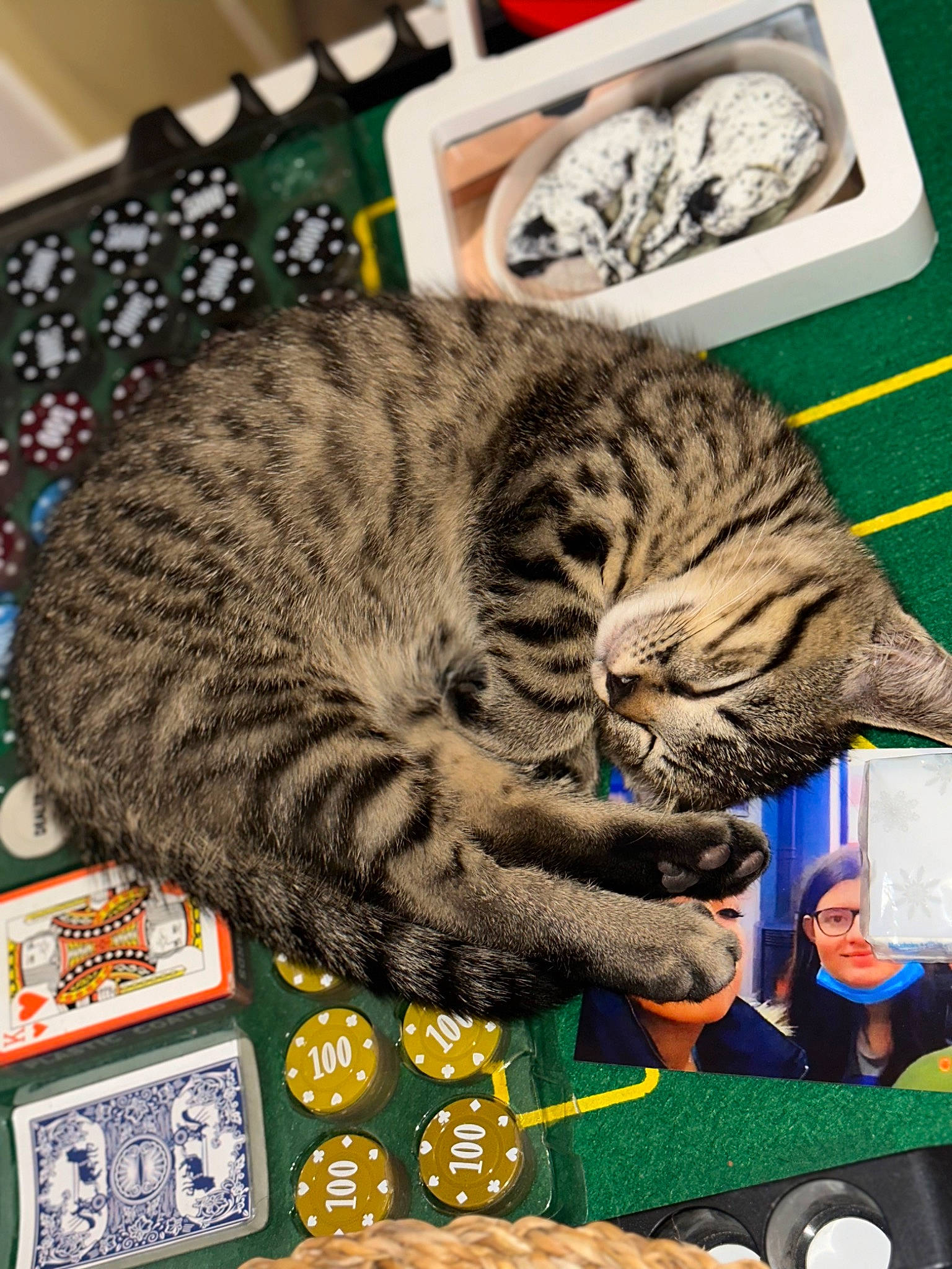 Ulyo a rejoint le concours — aidez-le/la à gagner de superbes lots ! carnivore, cat, cat_bed, cat_supply, comfort, domestic_short_haired_cat, felidae, fur, metal, recreation, small_to_medium_sized_cats, tail, terrestrial_animal, whiskers