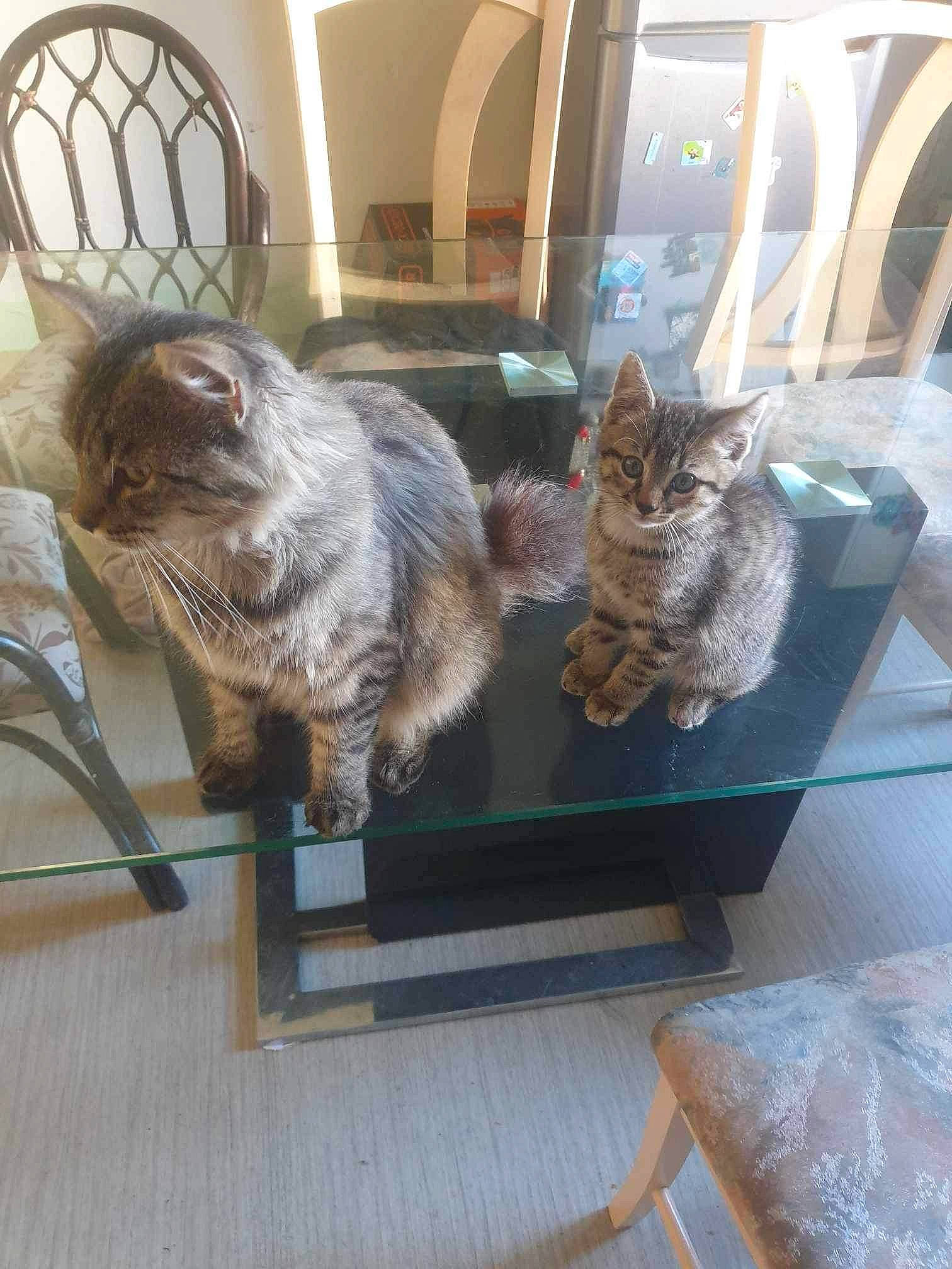 Ulyo a rejoint le concours — aidez-le/la à gagner de superbes lots ! carnivore, cat, cat_supply, chair, domestic_short_haired_cat, felidae, flooring, fur, hardwood, liver, metal, room, small_to_medium_sized_cats, tail, terrestrial_animal, whiskers, window, wood