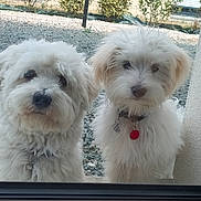 Valou Et Arya participe au concours pour gagner de l'argent avec cette photo : dog, white_dog, fluffy, pet, window, glass, collar, outdoor, gravel, fence, curious, two_dogs, animal, portrait, looking, companions, daylight, fur, domestic_animal, cute