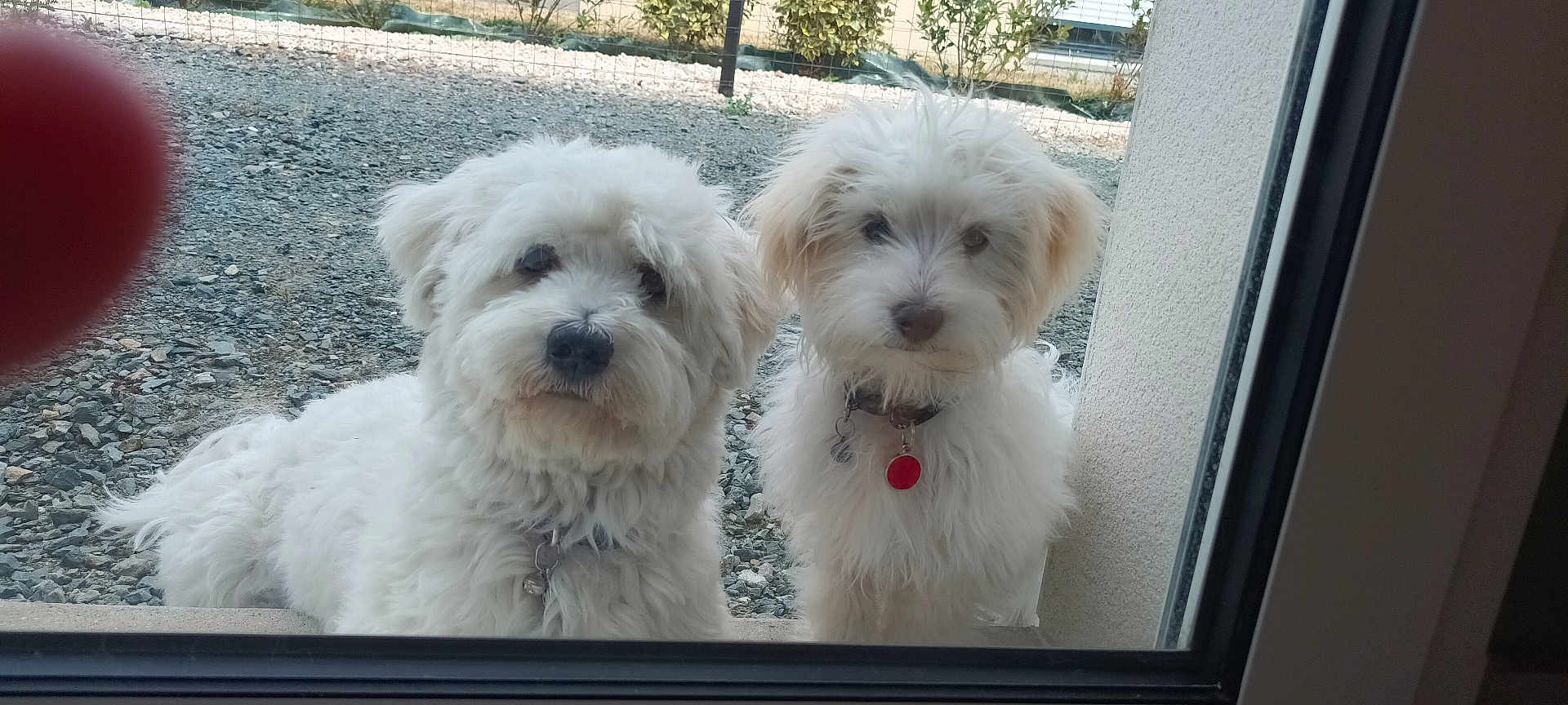 Valou Et Arya participe au concours pour gagner de l'argent avec cette photo : dog, white_dog, fluffy, pet, window, glass, collar, outdoor, gravel, fence, curious, two_dogs, animal, portrait, looking, companions, daylight, fur, domestic_animal, cute