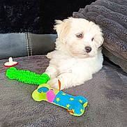 Valou participe au concours pour gagner de l'argent avec cette photo : puppy, dog, white_fur, toy, plush_toy, green_toy, blanket, grey_blanket, indoor, pet, cute, young_dog, fur, resting, small_dog, animal, cozy, soft_texture, side_view, relaxed