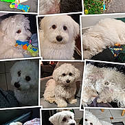 Valou a rejoint le concours — aidez-le/la à gagner de superbes lots ! dog, white_dog, puppy, fluffy, toy, indoor, outdoor, leash, blanket, couch, floor, car_seat, resting, sleeping, sitting, closeup, collage, pet, cute, fur