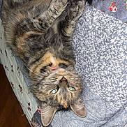 Babygirl joined the competition — help win amazing prizes! cat, calico_cat, feline, pet, animal, lying_down, upside_down, fluffy, striped_fur, multicolored_fur, green_eyes, whiskers, paws, playful, human_hand, tattoo, bed, bedspread, floral_pattern, indoors