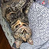 cat, calico_cat, feline, pet, animal, lying_down, upside_down, fluffy, striped_fur, multicolored_fur, green_eyes, whiskers, paws, playful, human_hand, tattoo, bed, bedspread, floral_pattern, indoors