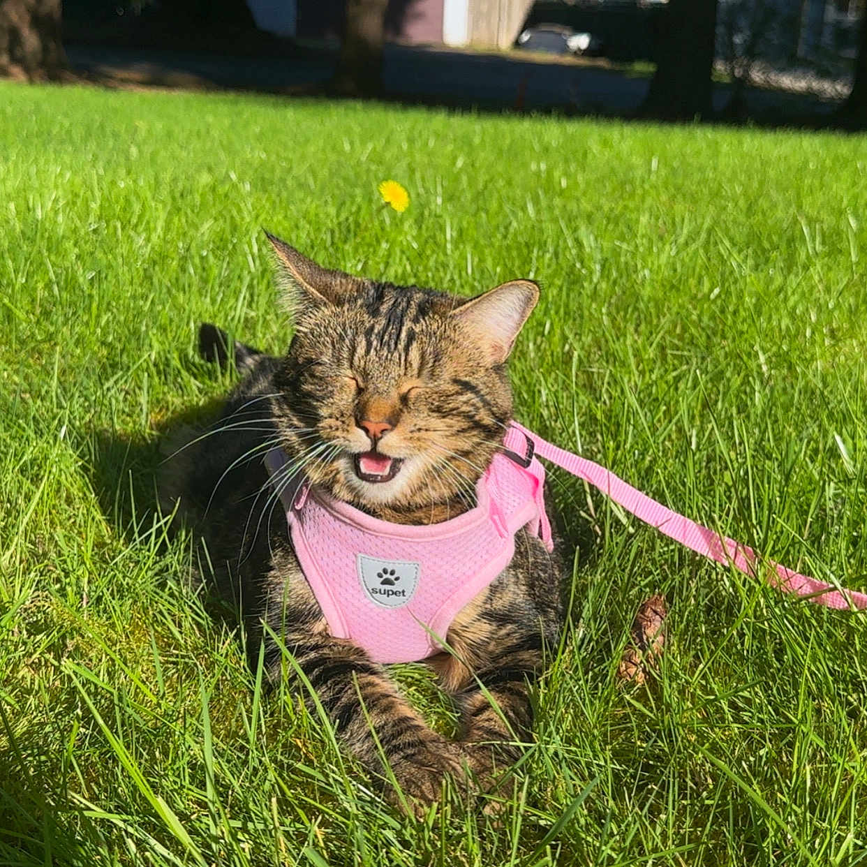 Swiftie joined the competition — help win amazing prizes! accessories, animal, cat, face, field, grass, grassland, green, head, lawn, nature, outdoors, park, person, pet, photography, plant, portrait, strap, vegetation