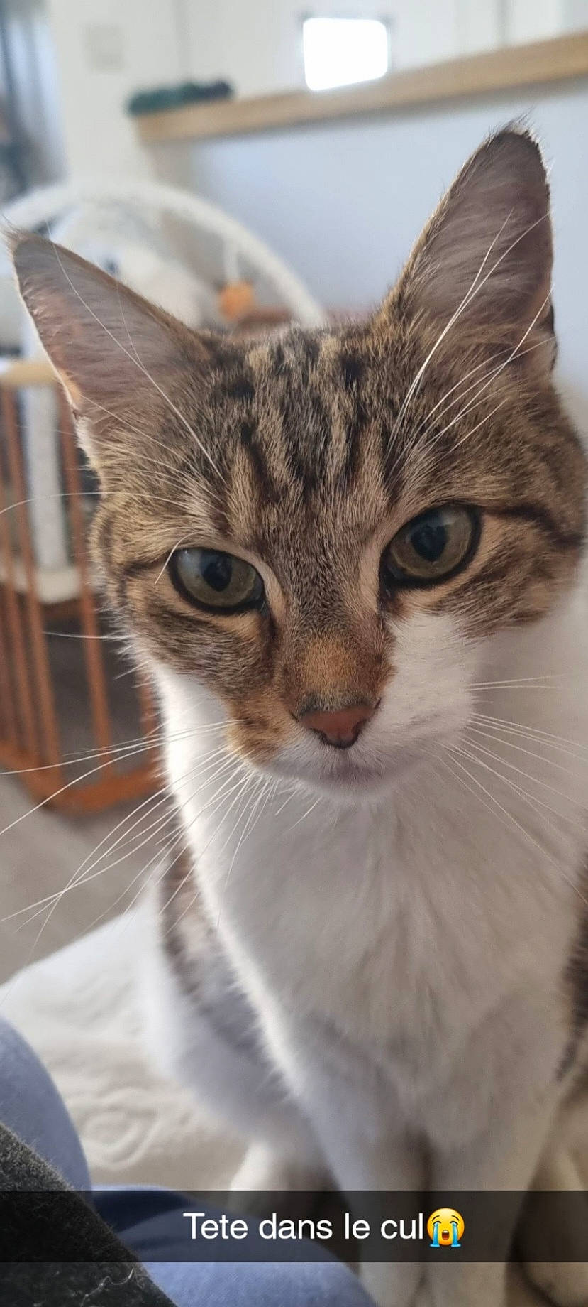 Frifri a rejoint le concours — aidez-le/la à gagner de superbes lots ! carnivore, cat, domestic_short_haired_cat, felidae, fur, small_to_medium_sized_cats, snout, terrestrial_animal, whiskers, wildlife