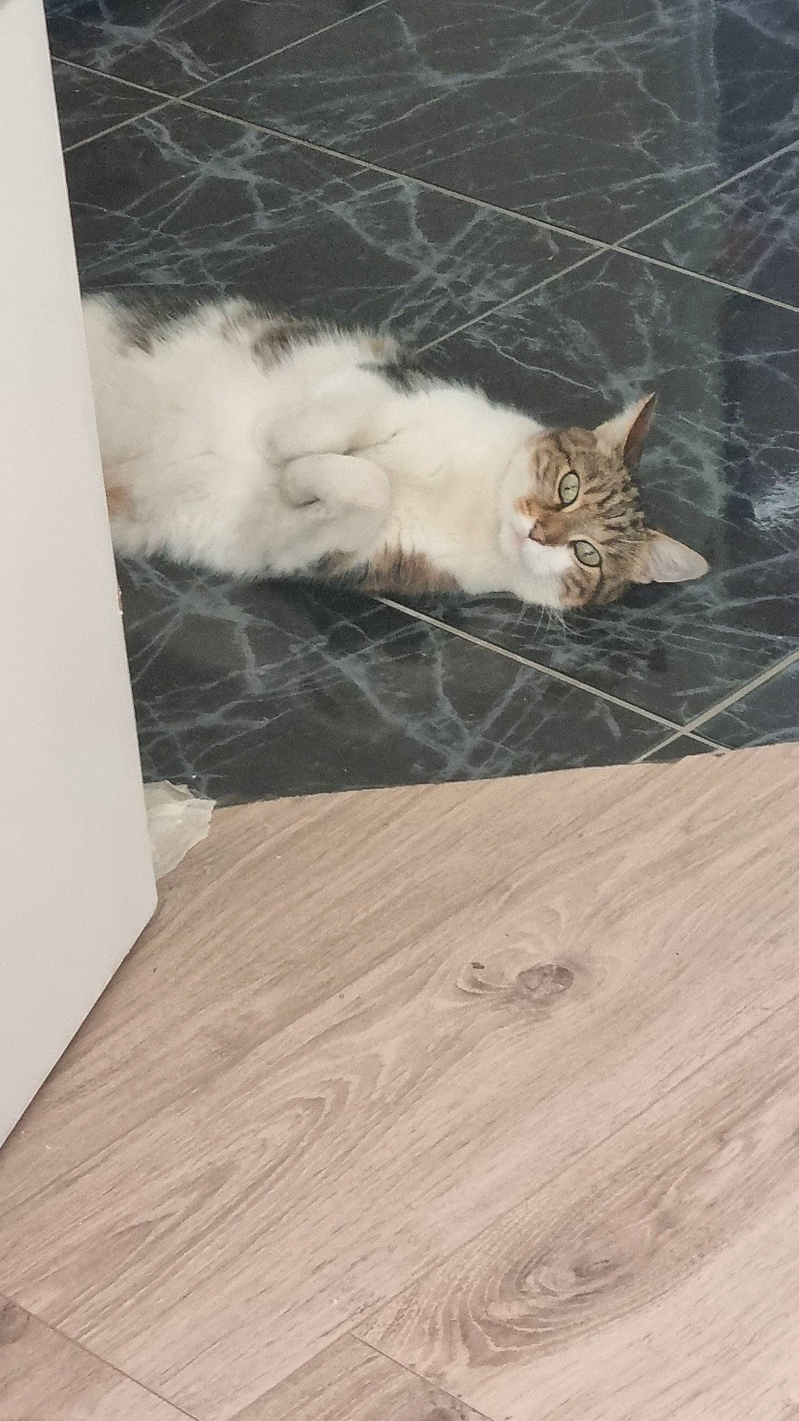 Frifri a rejoint le concours — aidez-le/la à gagner de superbes lots ! carnivore, cat, comfort, domestic_short_haired_cat, fawn, felidae, floor, flooring, fur, grey, hardwood, laminate_flooring, plank, small_to_medium_sized_cats, tail, vertebrate, whiskers, wood, wood_flooring, wood_stain