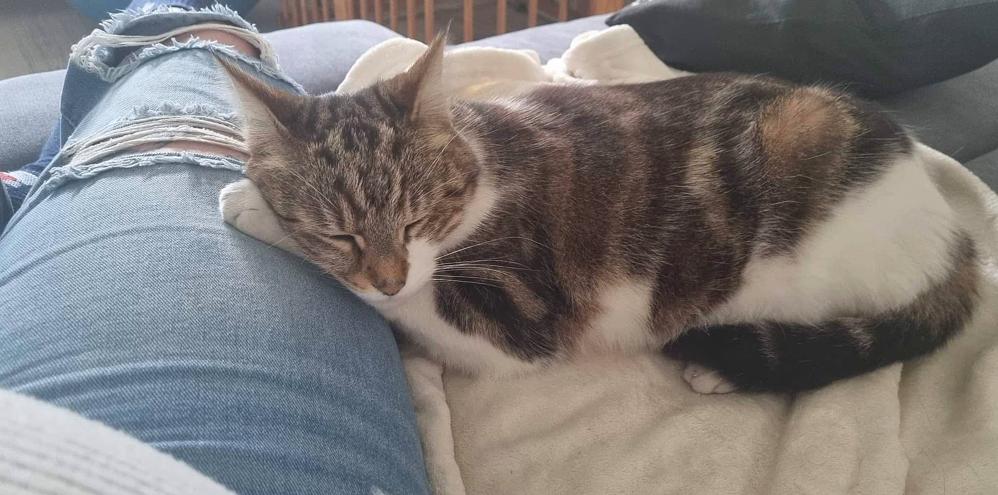 Frifri a rejoint le concours — aidez-le/la à gagner de superbes lots ! carnivore, cat, claw, comfort, domestic_short_haired_cat, felidae, fur, grey, nap, paw, sleep, small_to_medium_sized_cats, snout, tail, tree, whiskers