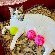 Patches joined the competition — help win amazing prizes! cat, calico, white_cat, green_eyes, cushion, patterned_cushion, pink_spiky_balls, yellow_tennis_ball, indoor, relaxed, pet, feline, fur, paw, sofa, home, resting, looking_at_camera, decor, cozy