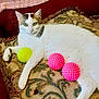 cat, calico, white_cat, green_eyes, cushion, patterned_cushion, pink_spiky_balls, yellow_tennis_ball, indoor, relaxed, pet, feline, fur, paw, sofa, home, resting, looking_at_camera, decor, cozy