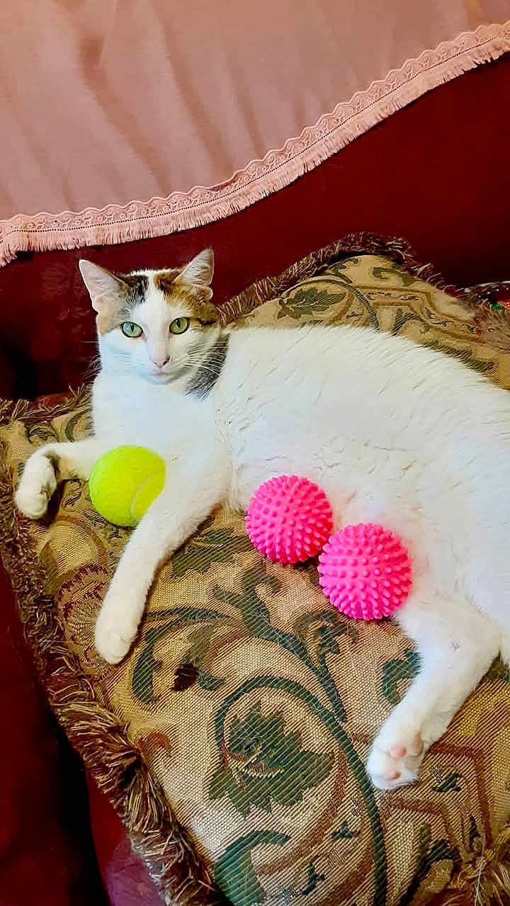 Patches joined the competition — help win amazing prizes! cat, calico, white_cat, green_eyes, cushion, patterned_cushion, pink_spiky_balls, yellow_tennis_ball, indoor, relaxed, pet, feline, fur, paw, sofa, home, resting, looking_at_camera, decor, cozy