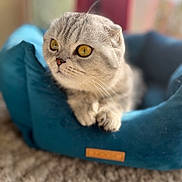 Amélie is registered to the contest to win money with this photo: abyssinian, animal, canine, cat, dog, dogbed, egyptiancat, kitten, manx, person, pet, sleeping