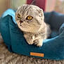 abyssinian, animal, canine, cat, dog, dogbed, egyptiancat, kitten, manx, person, pet, sleeping
