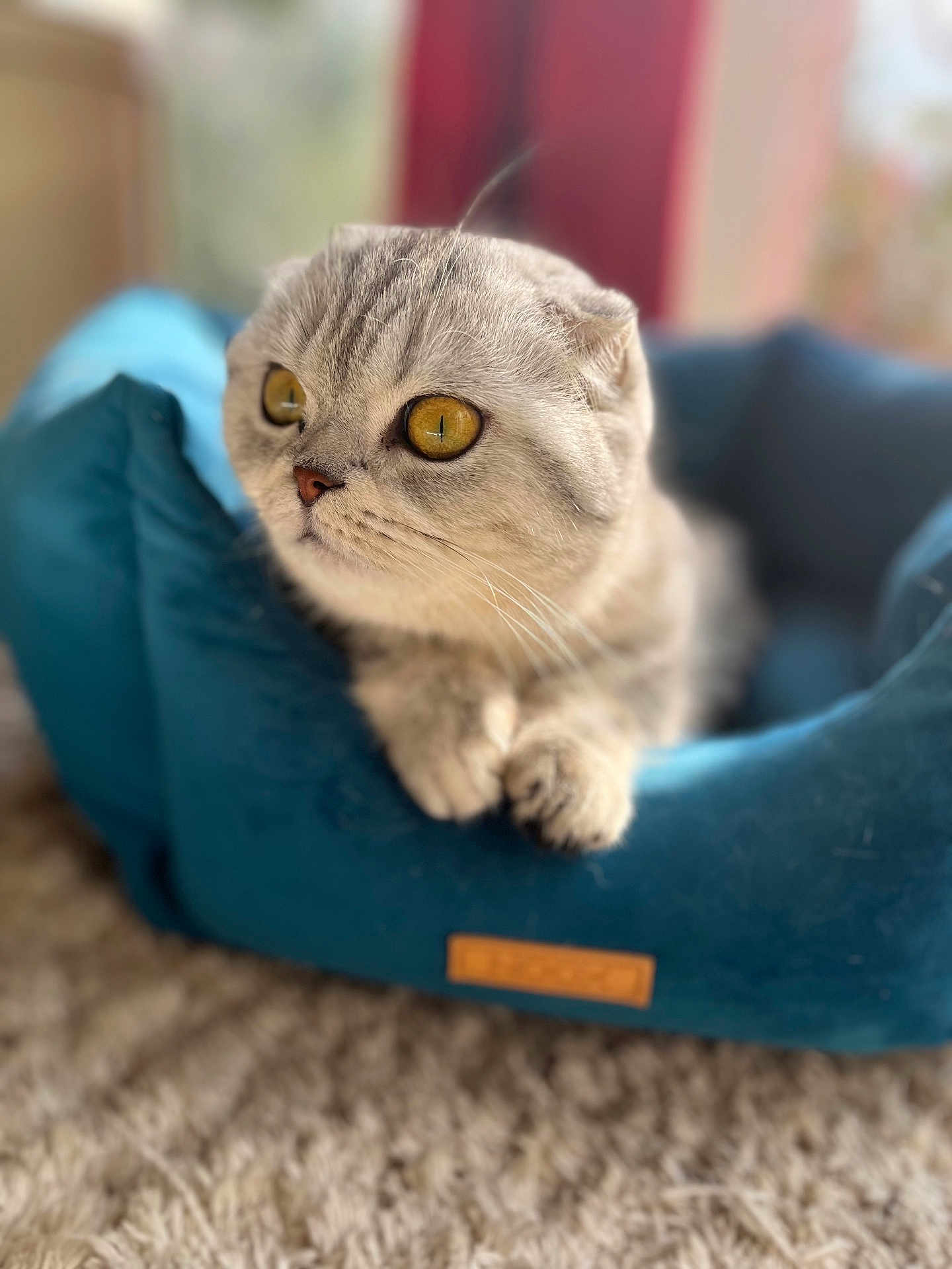 Amélie is registered to the contest to win money with this photo: abyssinian, animal, canine, cat, dog, dogbed, egyptiancat, kitten, manx, person, pet, sleeping