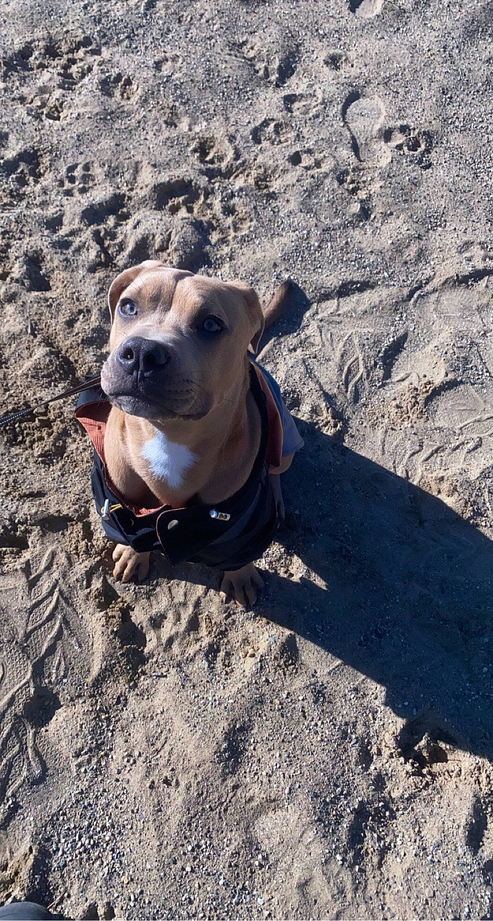 Indiana is registered to the contest to win money with this photo: adventure, canidae, carnivore, collar, companion_dog, dog, dog_breed, dog_collar, dog_supply, fawn, landscape, leash, pet_supply, rock, shadow, snout, soil, sporting_group, working_animal, wrinkle