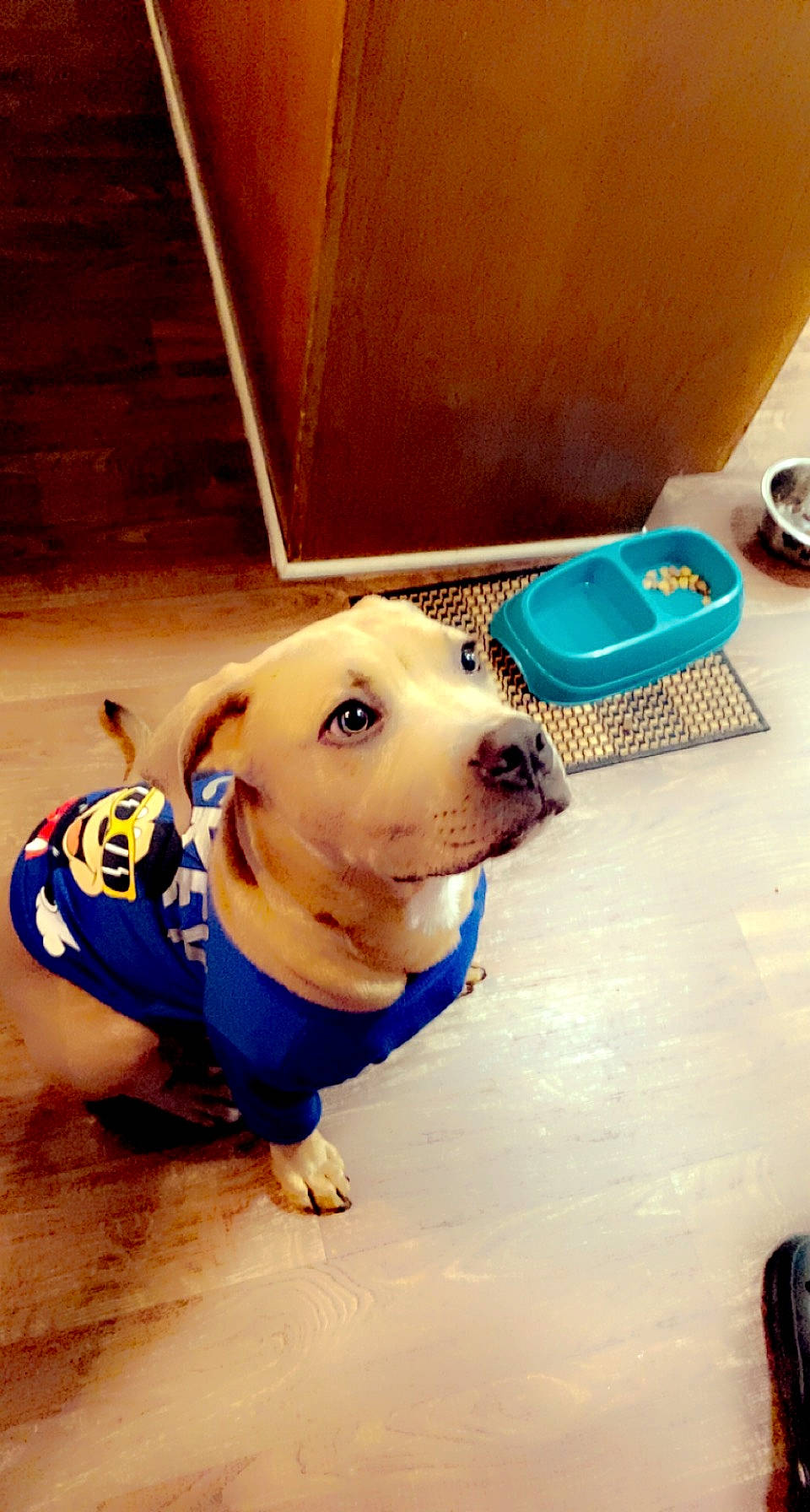 Indiana joined the competition — help win amazing prizes! canidae, carnivore, collar, companion_dog, dog, dog_breed, dog_clothes, dog_collar, dog_supply, electric_blue, fashion_accessory, fawn, flooring, leash, personal_protective_equipment, pet_supply, snout, sporting_group, wood, working_animal