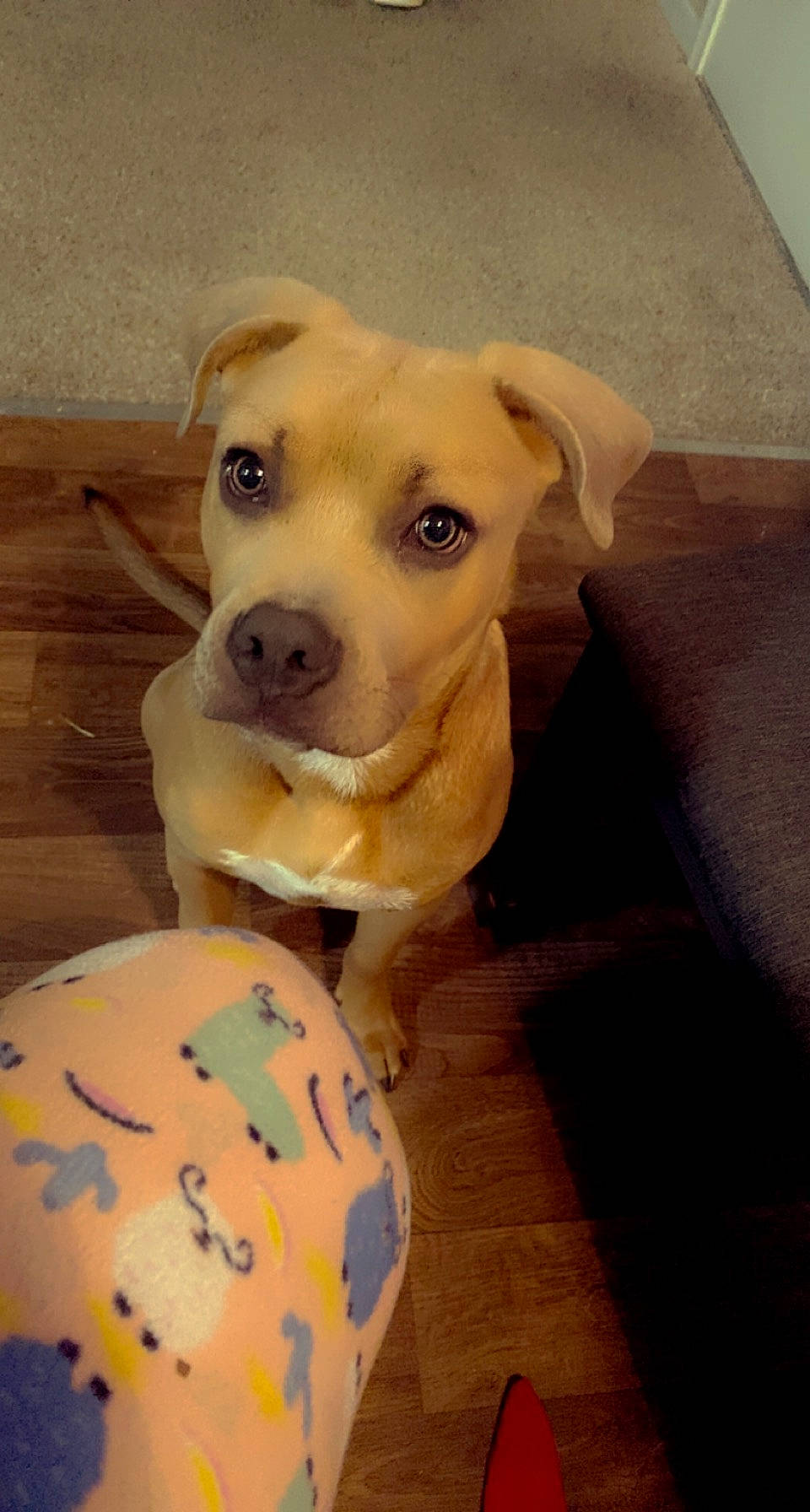 Indiana joined the competition — help win amazing prizes! canidae, carnivore, collar, companion_dog, dog, dog_breed, dog_collar, dog_supply, fawn, flooring, fur, hardwood, labrador_retriever, non_sporting_group, pet_supply, retriever, sporting_group, whiskers, wood, working_animal