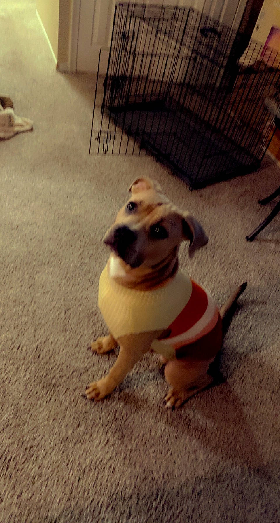 Indiana is registered to the contest to win money with this photo: canidae, carnivore, collar, companion_dog, dog, dog_breed, dog_clothes, dog_collar, dog_supply, fawn, flooring, paw, pet_supply, snout, sporting_group, tail, toy_dog, whiskers, wood, working_animal