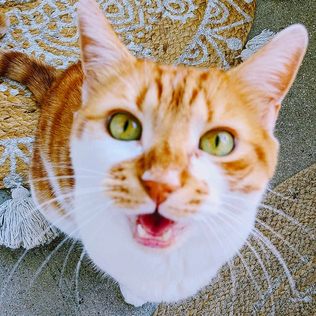 Cookie participe au concours pour gagner de l'argent avec cette photo : cat, orange_tabby, pet, animal, feline, closeup, portrait, open_mouth, green_eyes, whiskers, ears, fur, striped_fur, looking_at_camera, indoor, blanket, cushion, textile, cozy, funny