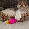 Cookie a rejoint le concours — aidez-le/la à gagner de superbes lots ! cat, pet, animal, feline, sleepy, relaxed, basket, woven_basket, cushion, paw, white_paw, orange_fur, tabby, toy, feather_toy, pink, indoor, cozy, portrait, playful