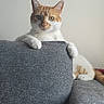 cat, pet, feline, orange_and_white, tabby, animal, indoors, couch, sofa, furniture, paws, sitting, looking_at_camera, portrait, cozy, home, living_room, sunlight, whiskers, cute