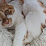 Cookie participe au concours pour gagner de l'argent avec cette photo : cat, orange_and_white, tabby, pet, animal, face, eyes, whiskers, nose, fur, lying_down, relaxed, cozy, blanket, fluffy, indoors, close_up, portrait, calm, home