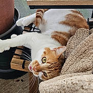 Cookie participe au concours pour gagner de l'argent avec cette photo : cat, orange_and_white_cat, pet, animal, feline, indoor, living_room, couch, carpet, coffee_table, plant_pot, water_container, relaxed, lying_down, upside_down, playful, wide_eyed, whiskers, portrait, funny_pose