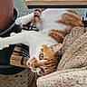 cat, orange_and_white_cat, pet, animal, feline, indoor, living_room, couch, carpet, coffee_table, plant_pot, water_container, relaxed, lying_down, upside_down, playful, wide_eyed, whiskers, portrait, funny_pose