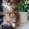 Vodka participe au concours pour gagner de l'argent avec cette photo : cat, long_hair, fluffy, brown, tabby, green_eyes, whiskers, ears, tail, sitting, portrait, indoor, desk, table, houseplant, potted_plant, home, furniture, vertical_photo, pet