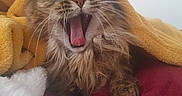 Vodka a rejoint le concours — aidez-le/la à gagner de superbes lots ! cat, animal, pet, feline, fluffy, brown_fur, long_hair, yawning, sleepy, face, whiskers, ears, tongue, close_up, portrait, blanket, yellow_blanket, red_cushion, indoors, cozy