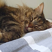 Vodka participe au concours pour gagner de l'argent avec cette photo : cat, tabby, sleeping, sleepy, curled_up, fluffy, fur, whiskers, ears, pink_nose, tongue, pet, animal, bed, blanket, indoors, cozy, nap, relaxed, close_up