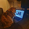 Vodka a rejoint le concours — aidez-le/la à gagner de superbes lots ! cat, orange_cat, fluffy, longhaired, pet, animal, sitting, back_view, laptop, computer, desk, indoors, home, cozy, dim_lighting, warm_lighting, radiator, cables, technology, internet