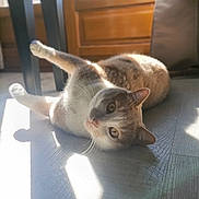 Nino participe au concours pour gagner de l'argent avec cette photo : animal, cat, cozy, domestic, ear, floor, fur, indoor, light, looking, mammal, paw, pet, playful, relaxed, resting, shadow, stretching, sunlight, whiskers