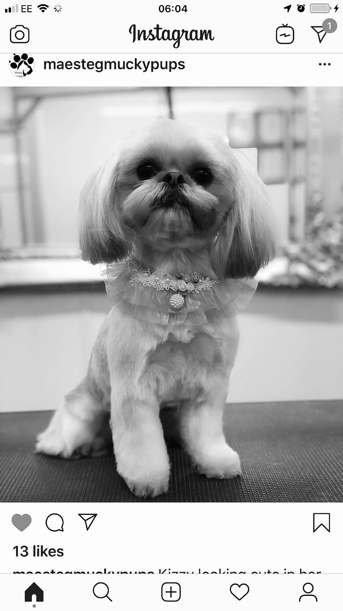 Kizzy joined the competition — help win amazing prizes! canidae, carnivore, companion_dog, dog, dog_breed, dog_supply, fawn, font, fur, grey, liver, maltepoo, monochrome_photography, shih_tzu, snout, sporting_group, style, terrier, toy_dog, working_animal