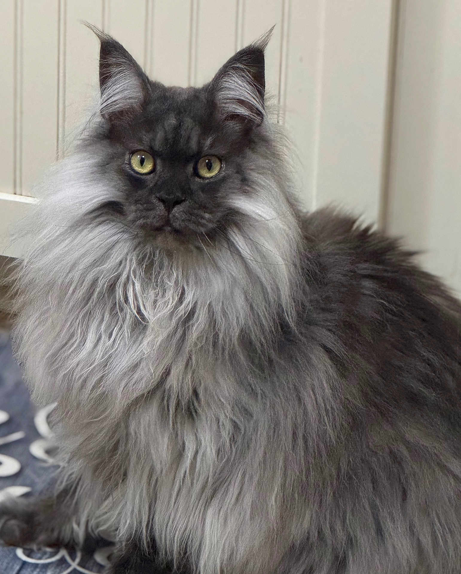 Jack joined the competition — help win amazing prizes! animal, calm, cat, close_up, cute, domestic_cat, ears, feline, fluffy, fur, gray, indoor, long_hair, looking_at_camera, mammal, pet, portrait, sitting, whiskers, yellow_eyes