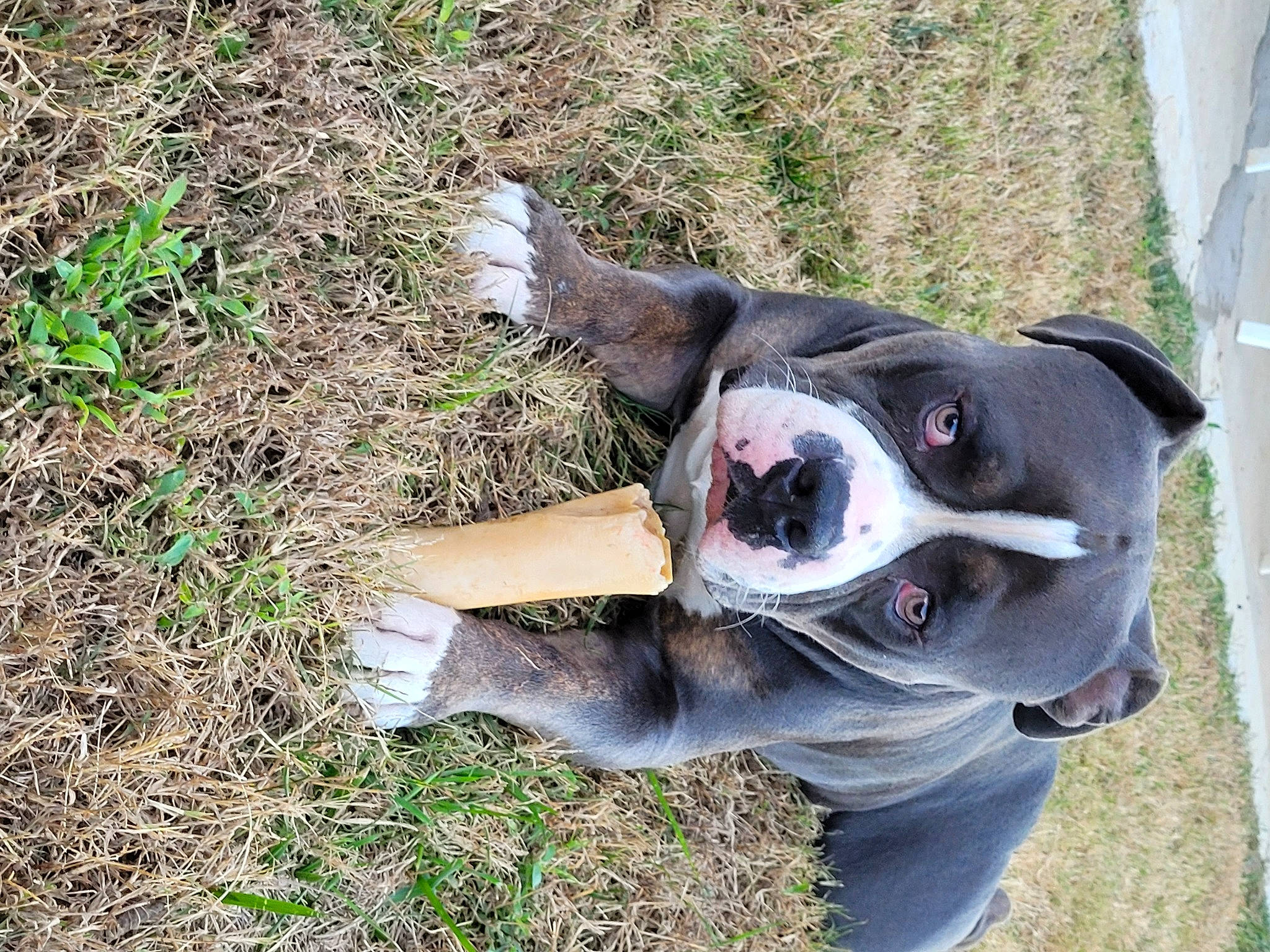 Brock is registered to the contest to win money with this photo: carnivore, collar, companion_dog, dog, dog_breed, dog_collar, dog_supply, fang, fawn, fur, grass, guard_dog, non_sporting_group, plant, snout, sporting_group, tail, whiskers, working_animal, working_dog