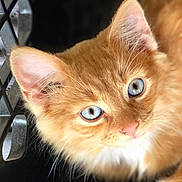 Oinch is registered to the contest to win money with this photo: kitten, cat, orange_cat, blue_eyes, close_up, pet, animal, feline, fur, cute, curious, crate, indoor, whiskers, small, young, domestic_animal, portrait, soft_texture, eyes