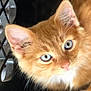 kitten, cat, orange_cat, blue_eyes, close_up, pet, animal, feline, fur, cute, curious, crate, indoor, whiskers, small, young, domestic_animal, portrait, soft_texture, eyes