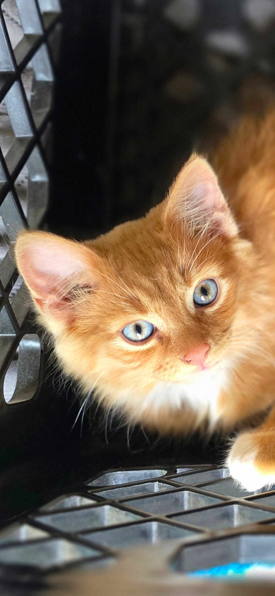 Oinch is registered to the contest to win money with this photo: kitten, cat, orange_cat, blue_eyes, close_up, pet, animal, feline, fur, cute, curious, crate, indoor, whiskers, small, young, domestic_animal, portrait, soft_texture, eyes