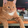 Oinch is registered to the contest to win money with this photo: cat, orange_tabby, white_paws, white_chest, fur, whiskers, animal, pet, domestic_cat, curious, lounging, wooden_surface, indoor, close_up, mammal, feline, soft_light, blurred_background, relaxed, cute