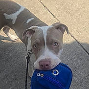 Outlaw joined the competition — help win amazing prizes! dog, pet, animal, leash, sidewalk, blue_bag, outdoor, canine, muzzle, ears, pavement, walking, brown_and_white, cute, eyes, daylight, shadow, playful, companion, friendly
