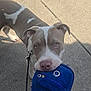 dog, pet, animal, leash, sidewalk, blue_bag, outdoor, canine, muzzle, ears, pavement, walking, brown_and_white, cute, eyes, daylight, shadow, playful, companion, friendly