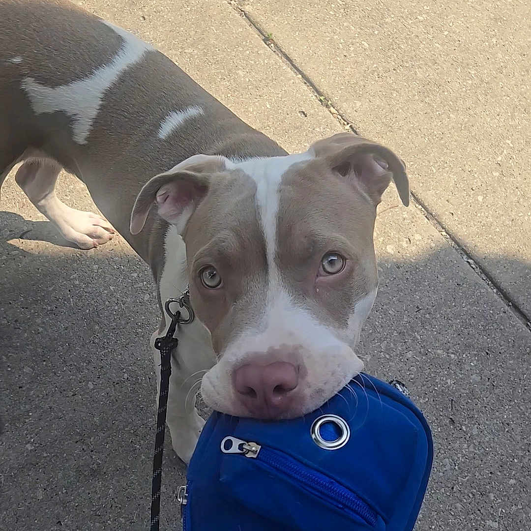 Outlaw joined the competition — help win amazing prizes! animal, blue_bag, brown_and_white, canine, companion, cute, daylight, dog, ears, eyes, friendly, leash, muzzle, outdoor, pavement, pet, playful, shadow, sidewalk, walking