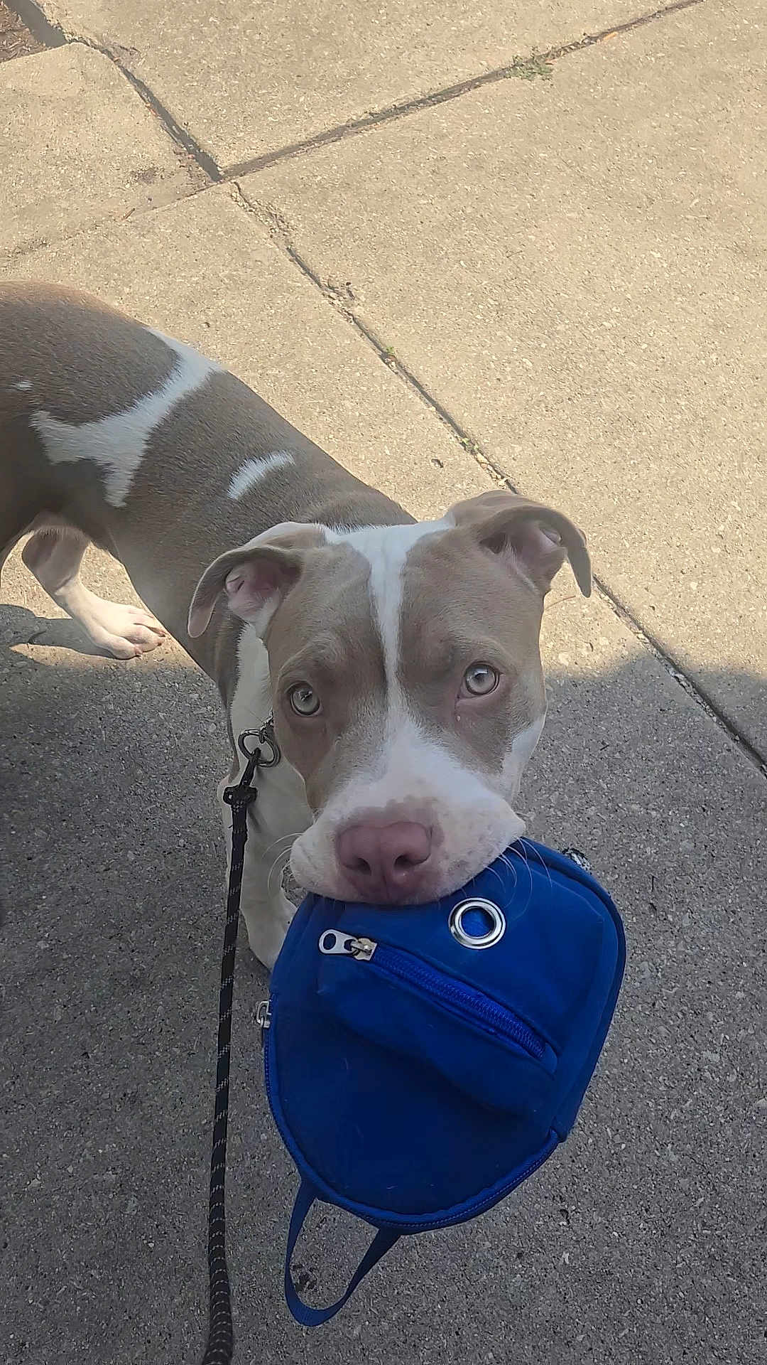 Outlaw joined the competition — help win amazing prizes! dog, pet, animal, leash, sidewalk, blue_bag, outdoor, canine, muzzle, ears, pavement, walking, brown_and_white, cute, eyes, daylight, shadow, playful, companion, friendly