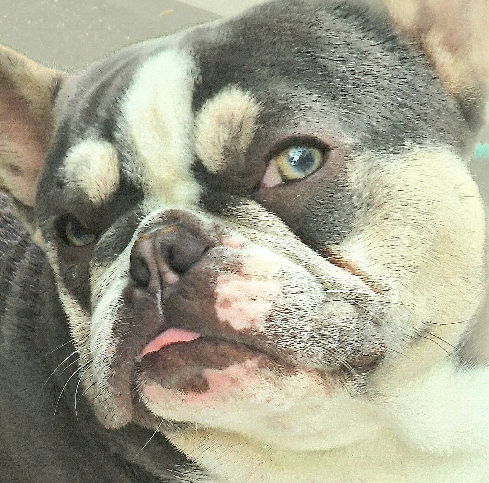 Boris is registered to the contest to win money with this photo: bored, bulldog, carnivore, close_up, collar, companion_dog, dog, dog_breed, dog_collar, ear, fawn, fur, molosser, snout, sporting_group, terrestrial_animal, toy_dog, whiskers, working_animal, wrinkle